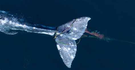 whale tangled in net
